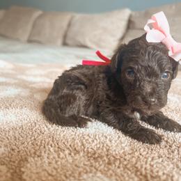 Casa Amor - Chocolate female Goldendoodle puppy in Middletown, Ohio from Lady Doodle Farm