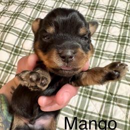 Mango - Black and tan male Yorkipoo puppy in Killen, Alabama from Yorkie Oodle Doodle