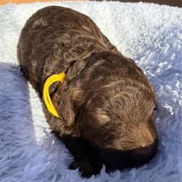 Yellow Collar - Phantom male Poodle puppy in Huntsville, Alabama from Flint River Poodles