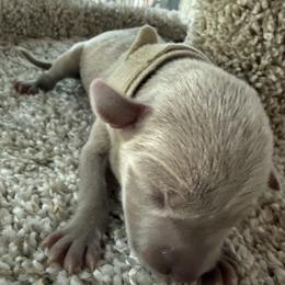 White natural collar - Silver gray female Weimaraner puppy in Sauk Centre, Minnesota from Minnesota Weimaraners