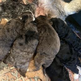 Bernedoodle Puppies from Bernied00dle Love