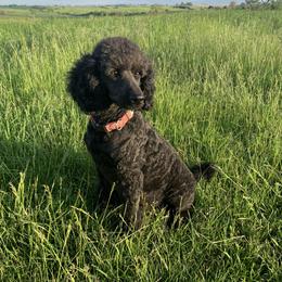 Grace - Poodle