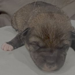 Addy Alpha Boy 1 - Sesame male Shiba Inu puppy in Brecksville, Ohio from Shomaisou Shiba Inu