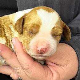 Daisy boy 5 - Orange and white male Brittany puppy in Floyd Knobs, Indiana from Cross Creek Brittanys