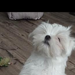 Maltese Puppies from TCBs Glowing Maltese