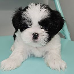 Shih Tzu Puppies from My Precious Paws - Shih Tzu