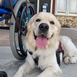 Golden Retriever and Poodle Puppies from Hope Service Dogs, Inc