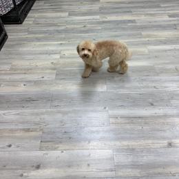 Mia - Cream female Poodle puppy in Naples, Florida from Puppies Forever 💙❤️🐶
