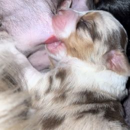 Girl 2 - Red merle Miniature Australian Shepherd puppy in Shingletown, California from Whiskeytown Aussies