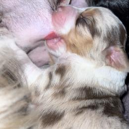 Girl 2 - Red merle Miniature Australian Shepherd puppy in Shingletown, California from Whiskeytown Aussies