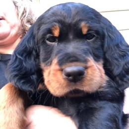 Gordon Setter Puppies from Lori Nemeth
