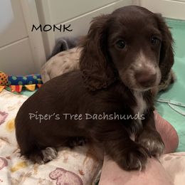 MONK - Chocolate male Dachshund puppy in Shelton, Connecticut from Piper’s Tree Dachshunds