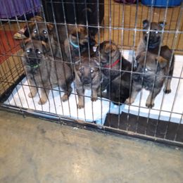 German Shepherd Puppies from Rammstein Kennels