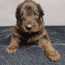 Shiloh Shepherd Puppies from Orchard Hills Shilohs