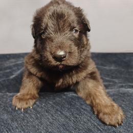 Shiloh Shepherd Puppies from Orchard Hills Shilohs