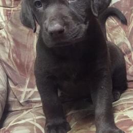 Labrador Retriever Puppies from Andy Lafleur