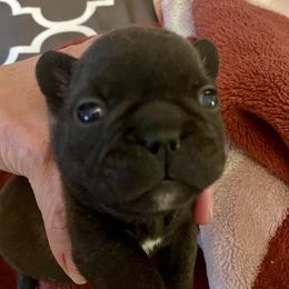 French Bulldog Puppies from Couronne's French Bulldogs