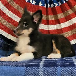 Sweetie pie - Black white and tan female Shetland Sheepdog puppy in Altha, Florida from Hill Top Shelties