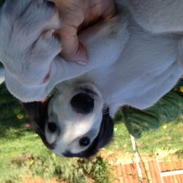 Borzoi Puppies from Kelcorov