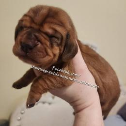 Green collar - Mahogany and white male Basset Hound puppy in Alton, Illinois from Show Me Great Danes and Basset Hounds