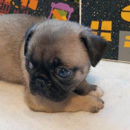 Boy 1 Green Collar - Fawn male Pug puppy in Blountsville, Alabama from Rock Springs Pugs