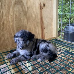 Aussiedoodle and Australian Shepherd Puppies from Dark Water Standards