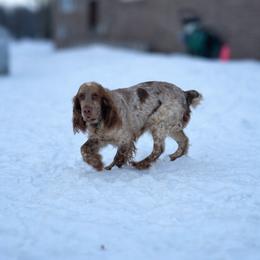 Georgia - English Springer Spaniel