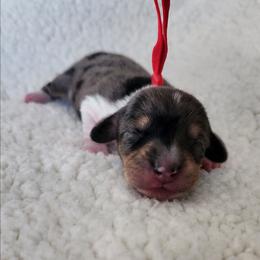 Penny - Dapple female Dachshund puppy in Anaconda, Montana from Williams Family Dachshunds