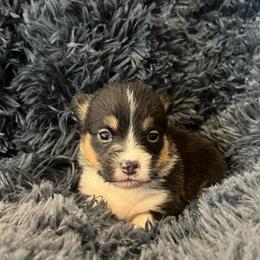MO-F05 - Black and tan female Pembroke Welsh Corgi puppy in Stockton, Iowa from Infinity Corgis