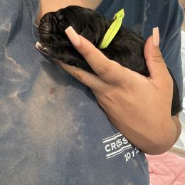 Cane Corso Puppies from Bellissima Cala Cane Corso