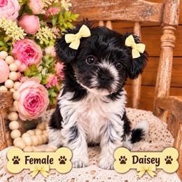 Daisey - Parti female Maltipoo puppy in Dover, Florida from Country Cottage Puppies