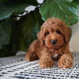 Grant - Red male Cockapoo puppy in Shipshewana, Indiana from Home Raised Cockapoos