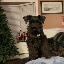 Tiana - Miniature Schnauzer