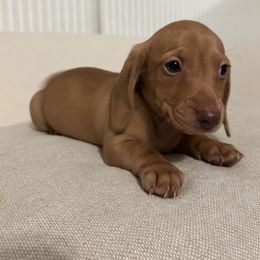 Dachshund Puppies from Salchi Dog miniature dachshunds
