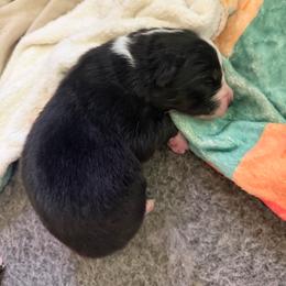 Kanga - Black tri-color female Australian Shepherd puppy in Caro, Michigan from White Tail Australian Shepherds