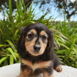 Daisy - Black and cream female Dachshund puppy in Inverness, Florida from Canaan Farm Corgis