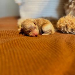 Roland - Apricot male Golden Aussiedoodle puppy in Hyrum, Utah from Goldendoodledoo Farms