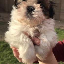 Shih Tzu Puppies from Willow Lane Shih Tzus