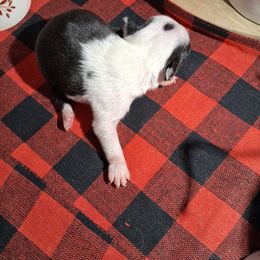 Mark - Black and white male Boston Terrier puppy in Gaffney, South Carolina from Battlefield Kennels