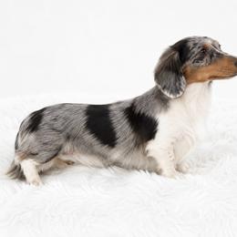 Colt - Dachshund