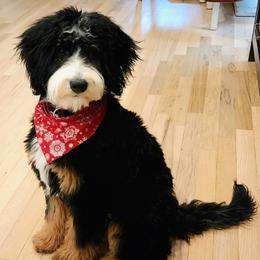 Evie - Bernedoodle