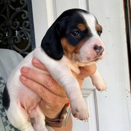 Beth - Piebald female Dachshund puppy in South Fulton, Tennessee from Stiles' Heartfyre Dachshunds