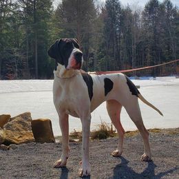 Simp Simp - Great Dane