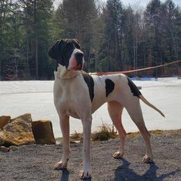 Simp Simp - Great Dane