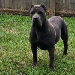 Felicity - Cane Corso