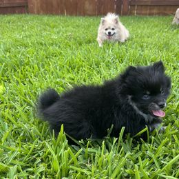 Pomeranian Puppies from Precious Paws Pomeranians