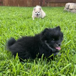 Pomeranian Puppies from Precious Paws Pomeranians