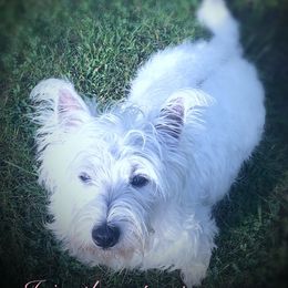 Ivie - West Highland White Terrier