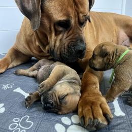 Boerboel Puppies from Southern Pride Boerboels