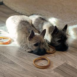 Cairn Terrier Puppies from Luckenbooth Cairns